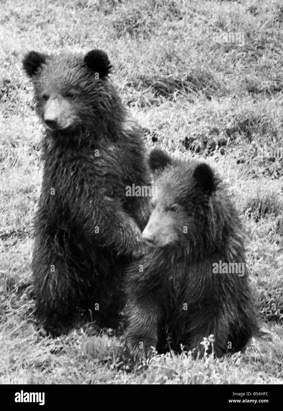 Animals - Bears. Chester Zoo. June 1985 P011179 Stock Photo - Alamy