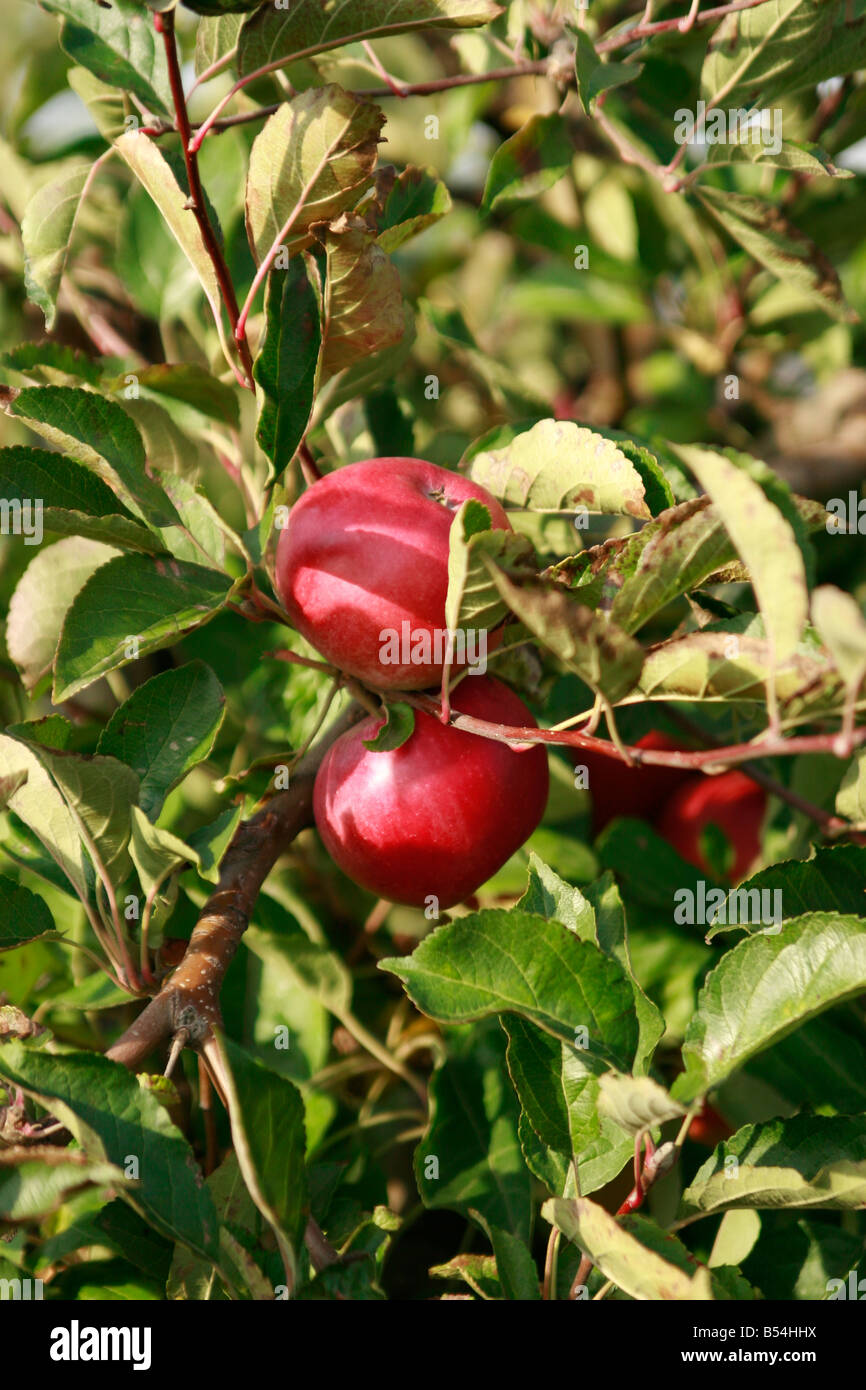 ripe apples on a tree Stock Photo - Alamy