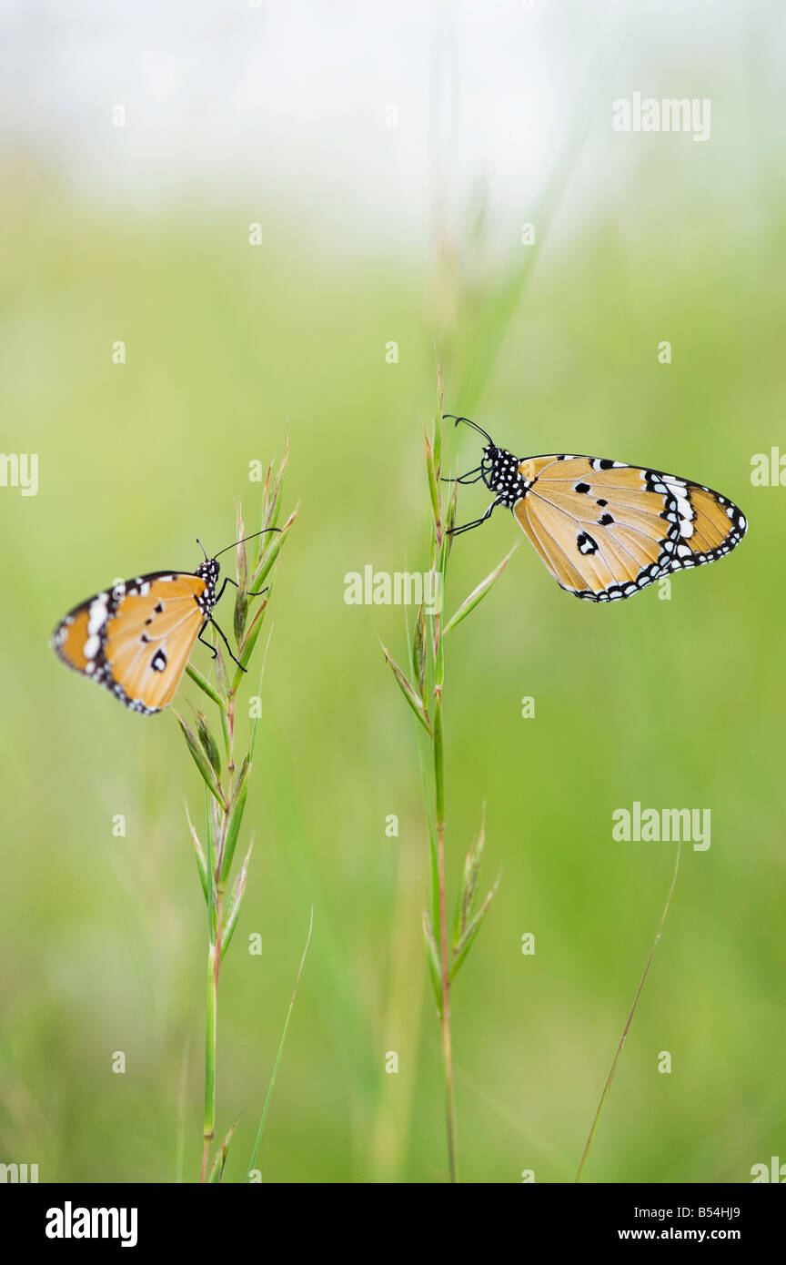 Danaus chrysippus. Plain tiger butterflies on grass in the Indian countryside. Andhra Pradesh, India Stock Photo