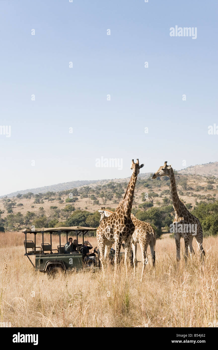 Transporting giraffes hi-res stock photography and images - Alamy