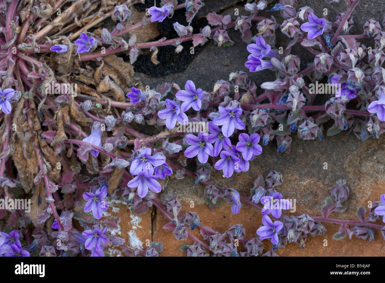 An endemic greek bellflower Campanula topaliana ssp topaliana Mani Peninsula south Greece Stock Photo