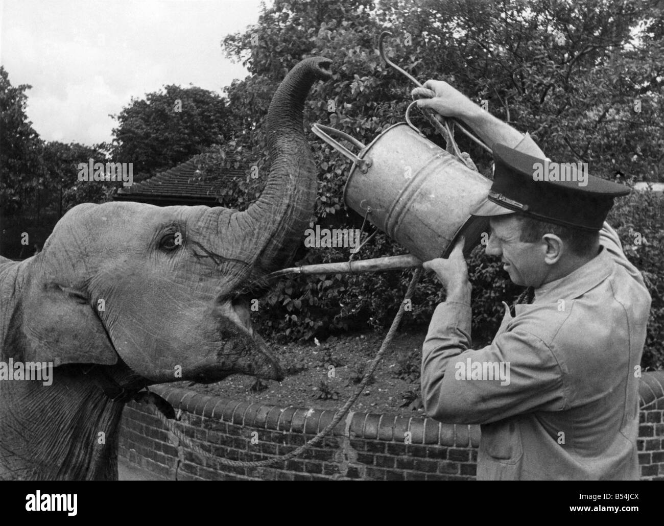 Dumbo is a lazy little blighter. Just think of it. Even in the hottest weather, he can't be bothered to suck the water up through his trunk. Apparently that is too long and drawn out a business for Dumbo, baby elephant at the London zoo. So Bill Crompton, his keeper, has to use a watering can. July 1951 P011839 Stock Photo