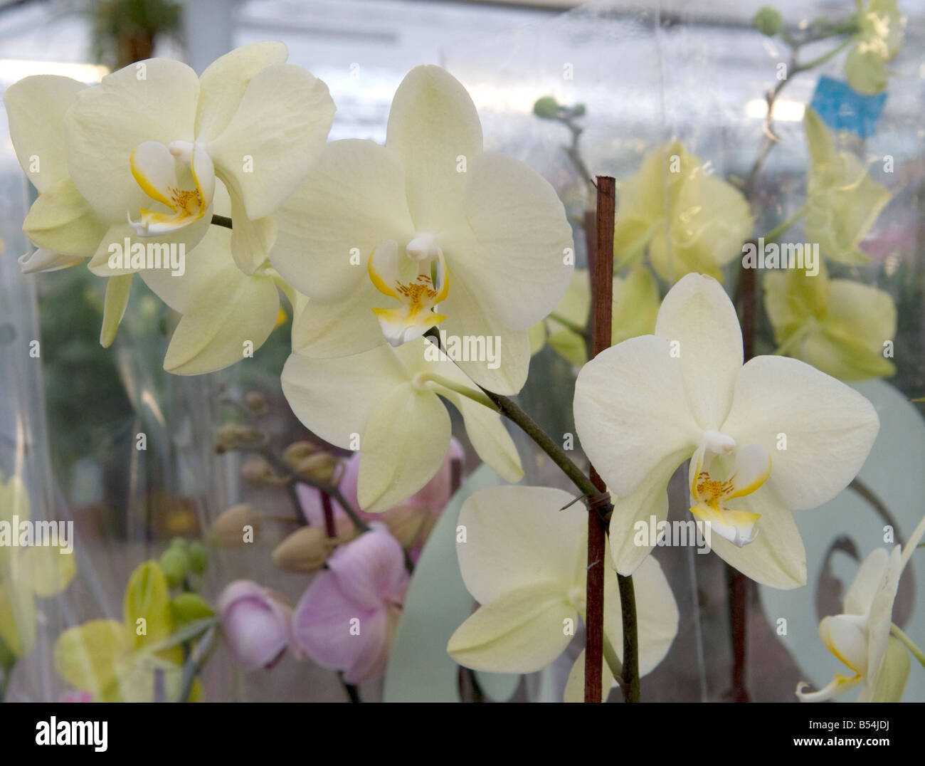 Ascocentrum x Vanda orchid in white with yellow centre stamen in full bloom. Stock Photo