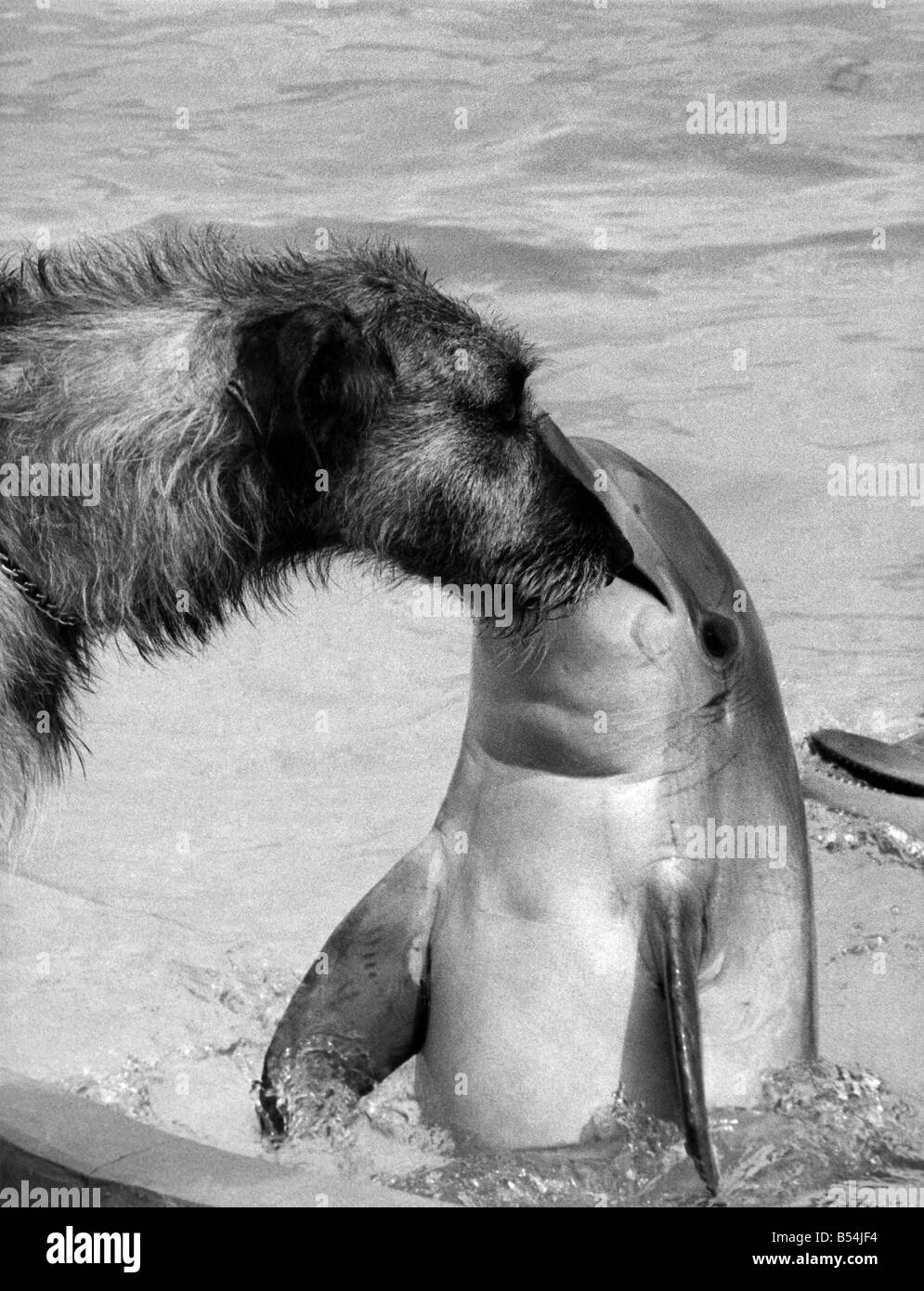 Just friends. It seems an unlikely friendship... Yet there's no denying that Sadie the dolphin has flipped her lid over O'Rourke, the Irish wolfhound. O'Rourke belongs to Mrs. Shirley Gallagher, whose husband Stuart is the dolphin trainer at the Morecambe Oceanarium in Lancashire. Though he sometimes looks fierce, he's just a big softie really. Even small dogs have him on the run! But like most of the Irish, he obviously has the gift of the blarney...August 1974 P011851 Stock Photo