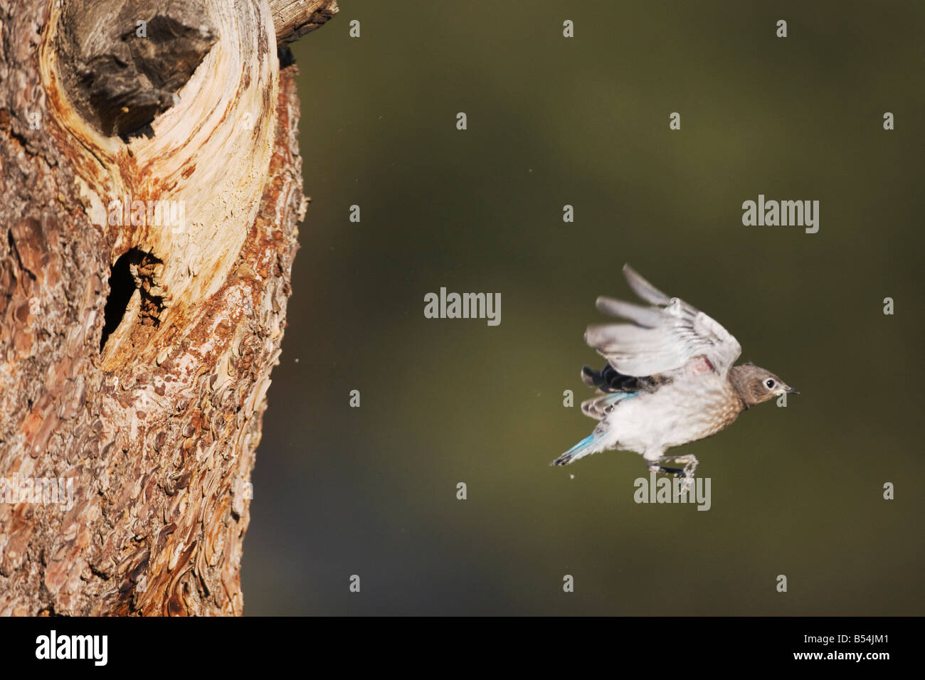 Mountain Bluebird Sialia currucoides fledgling leaving nesting cavity Rocky Mountain National Park Colorado USA Stock Photo