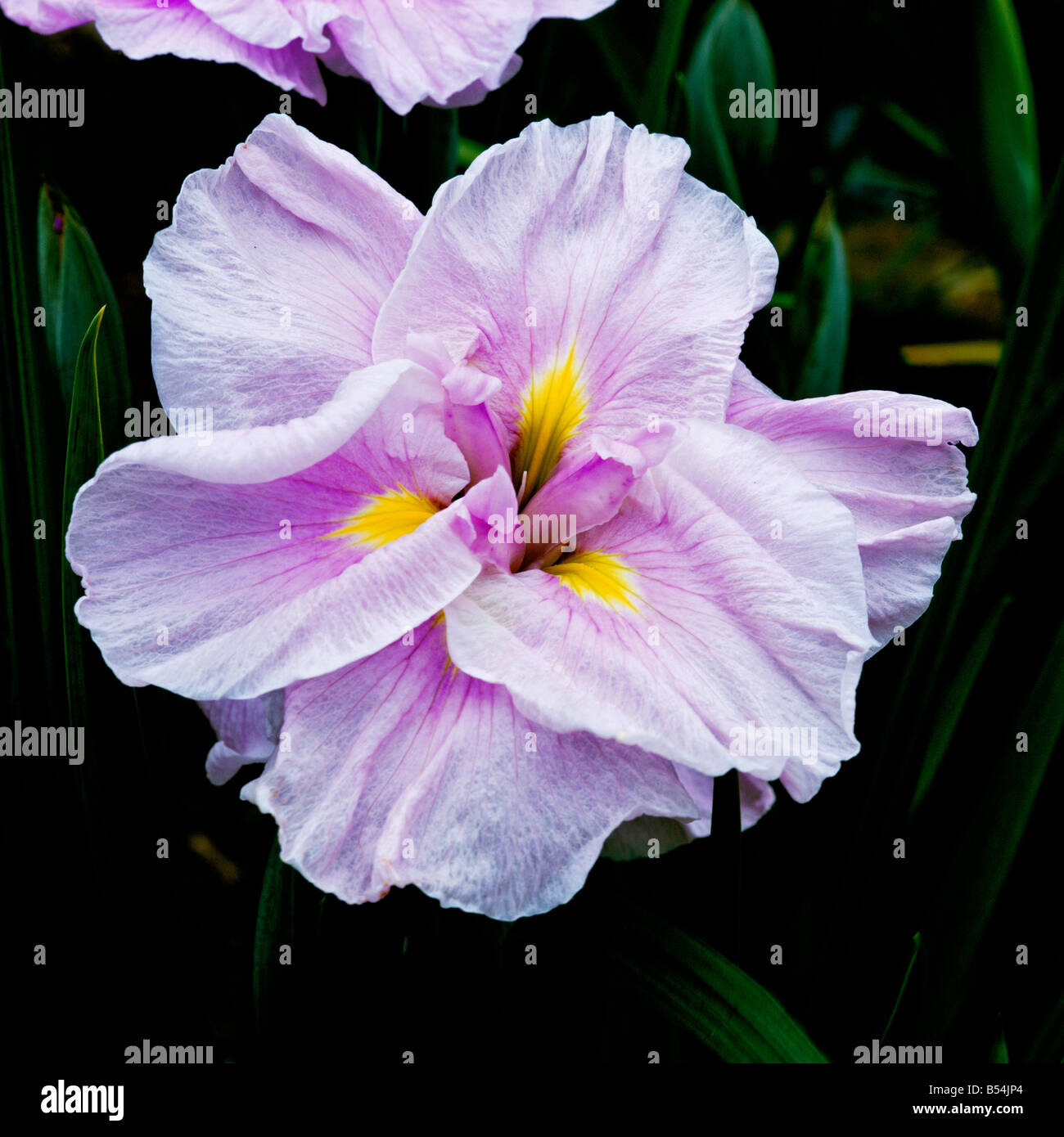 Close up portrait of a Japanese Iris Stock Photo