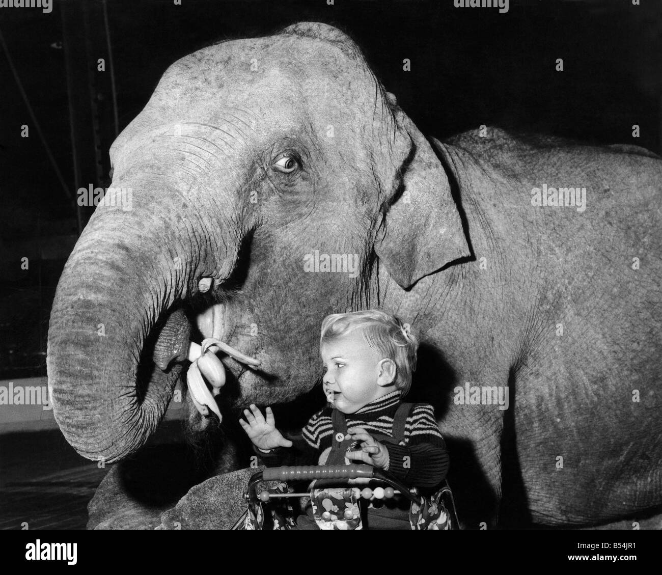Maureen the elephant steals baby Bobby's banana, making him cry as he sits in his high chair. ;March 1975 ;P011906 Stock Photo