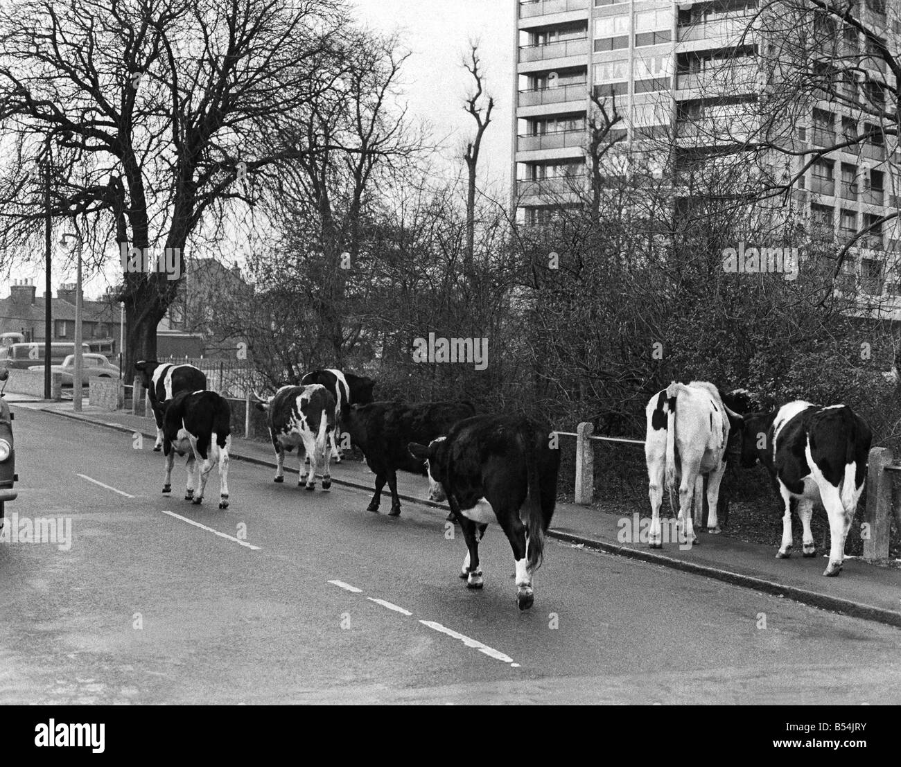 Cows walking down the street outisde Wanstead flatsin East London