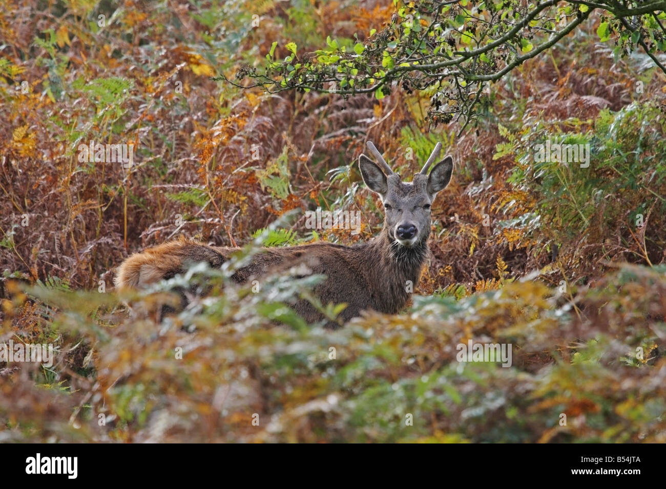 Young Male Red Deer Cervus elaphus Standing Among Autumn Bracken Stock Photo