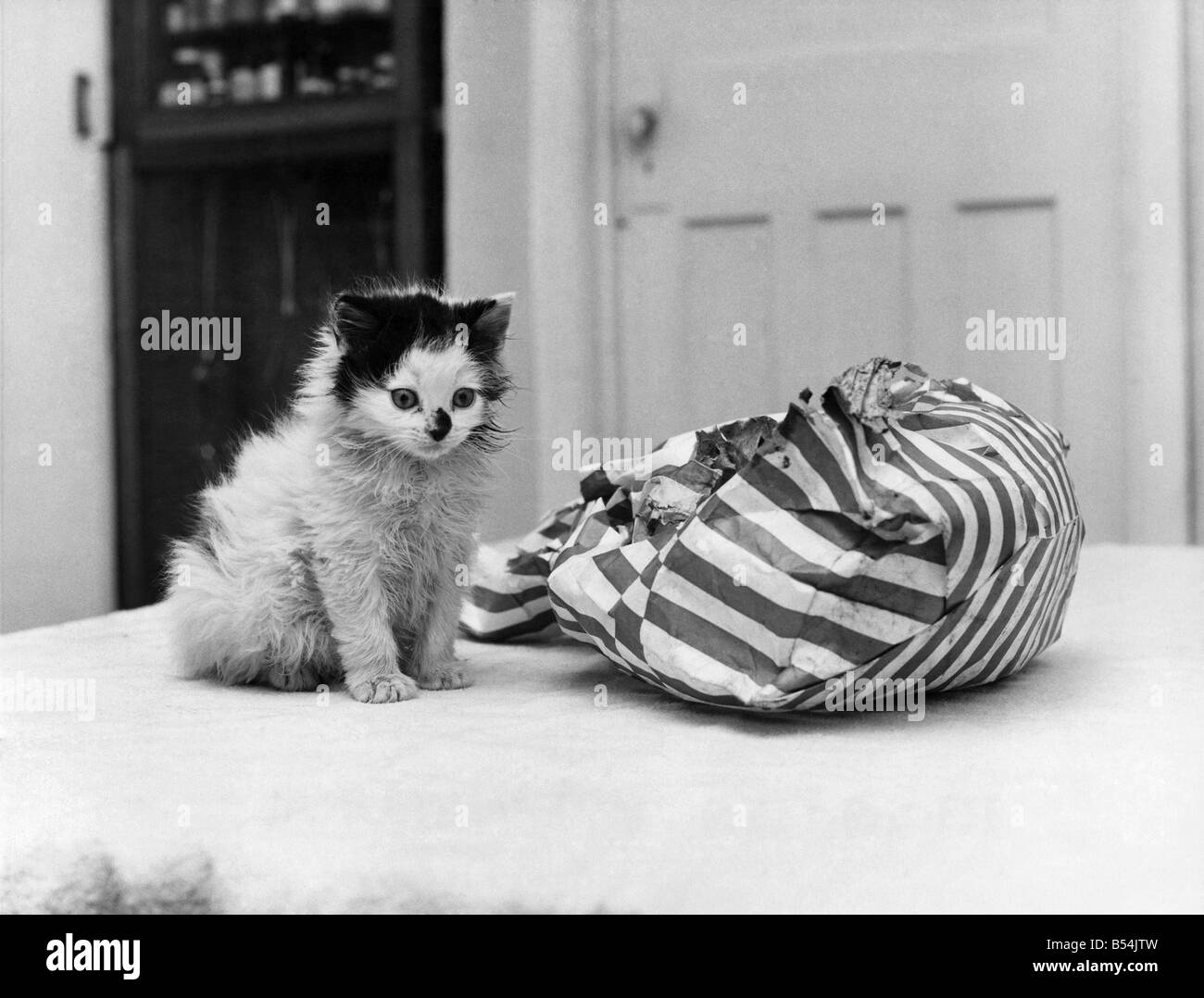 Ruffles the abandoned kitten with the bag that was his home for three days. November 1969 P011924 Stock Photo