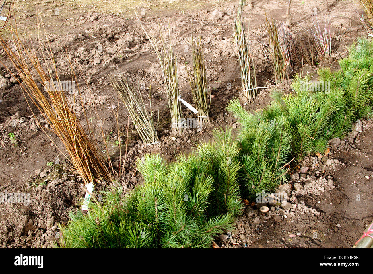 Tree nursery uk hires stock photography and images Alamy