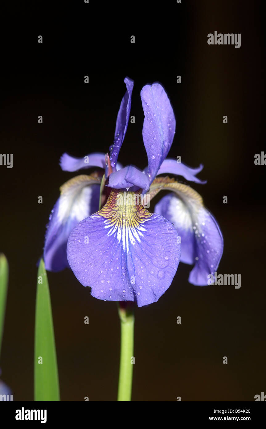 Beautiful Dwarf Iris flower Stock Photo