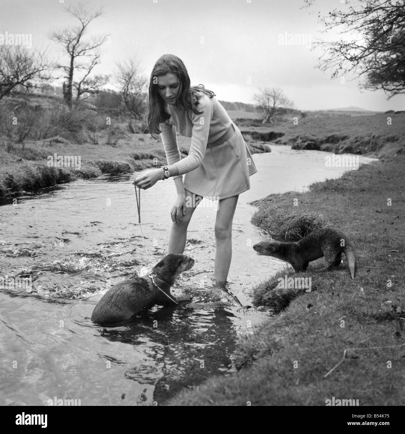 ix Malayan otters are the pets of Vivien Taylor (23) of Bury, Lancs, at her isolated cottage in a lonely part of Dartmoor near Postbridge. She is training the otters for filming next Spring, when the 'star' otter 'Feets' will share the leading role with boy star Mark Lester in a film called 'Loki' about the boy and his strange pet, to be made in Canada. On the bank of the stream near her cottage, Vivien exercises the otters. The 'star' Feets is the otter on a harness and lead. November 1969 Z10877-002 Stock Photo