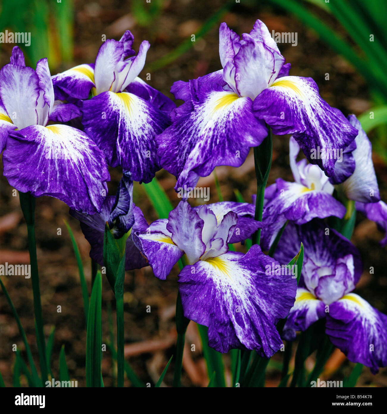 Japanese Iris ensarta 'Shinkai-ho-hoshi Stock Photo