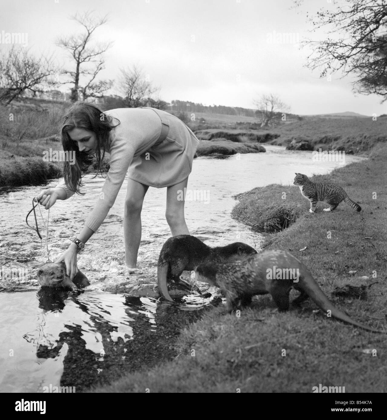 ix Malayan otters are the pets of Vivien Taylor (23) of Bury, Lancs, at her isolated cottage in a lonely part of Dartmoor near Postbridge. She is training the otters for filming next Spring, when the 'star' otter 'Feets' will share the leading role with boy star Mark Lester in a film called 'Loki' about the boy and his strange pet, to be made in Canada. On the bank of the stream near her cottage, Vivien exercises the otters. The 'star' Feets is the otter on a harness and lead. November 1969 Z10877-003 Stock Photo