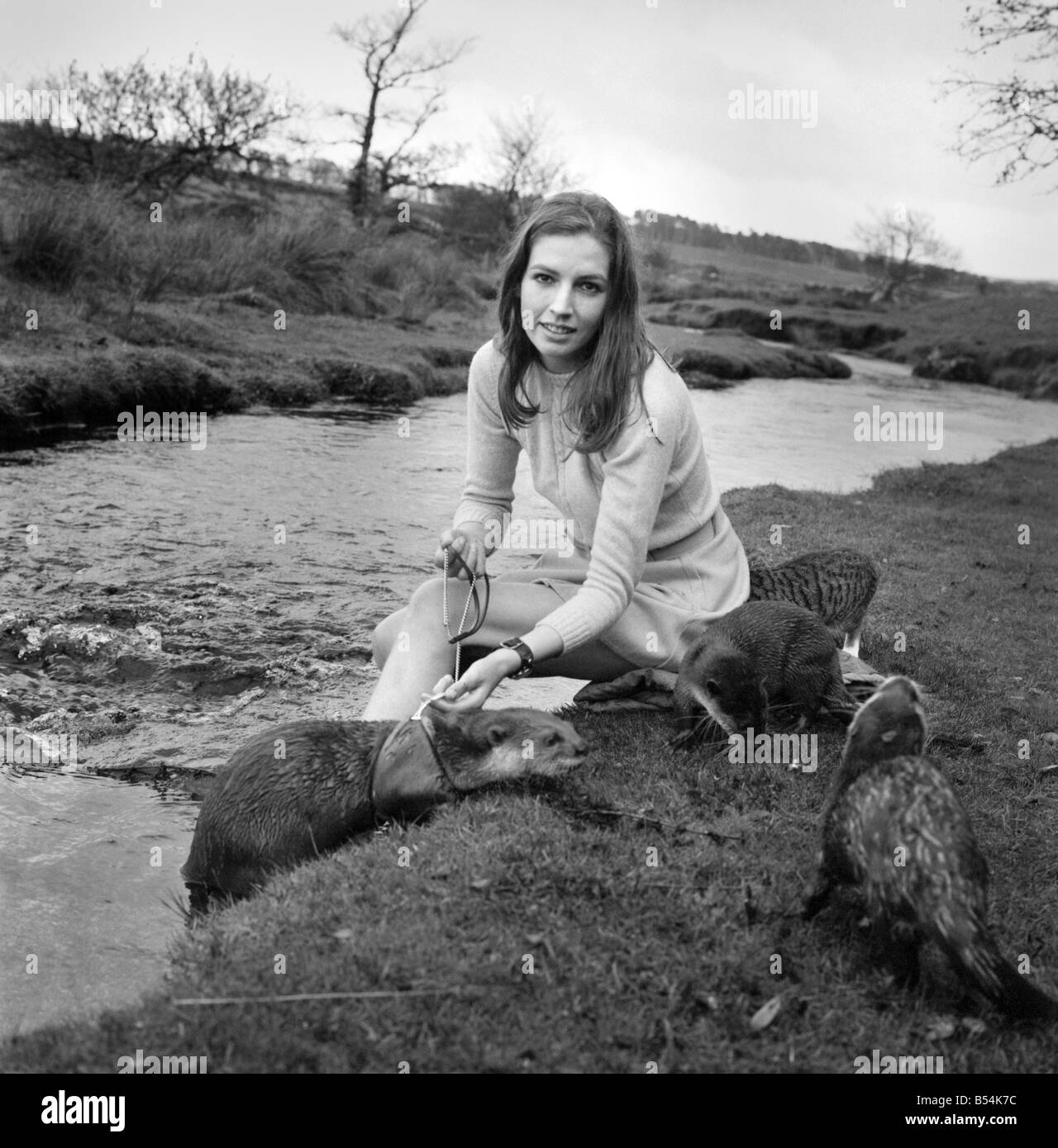 ix Malayan otters are the pets of Vivien Taylor (23) of Bury, Lancs, at her isolated cottage in a lonely part of Dartmoor near Postbridge. She is training the otters for filming next Spring, when the 'star' otter 'Feets' will share the leading role with boy star Mark Lester in a film called 'Loki' about the boy and his strange pet, to be made in Canada. On the bank of the stream near her cottage, Vivien exercises the otters. The 'star' Feets is the otter on a harness and lead. November 1969 Z10877-004 Stock Photo