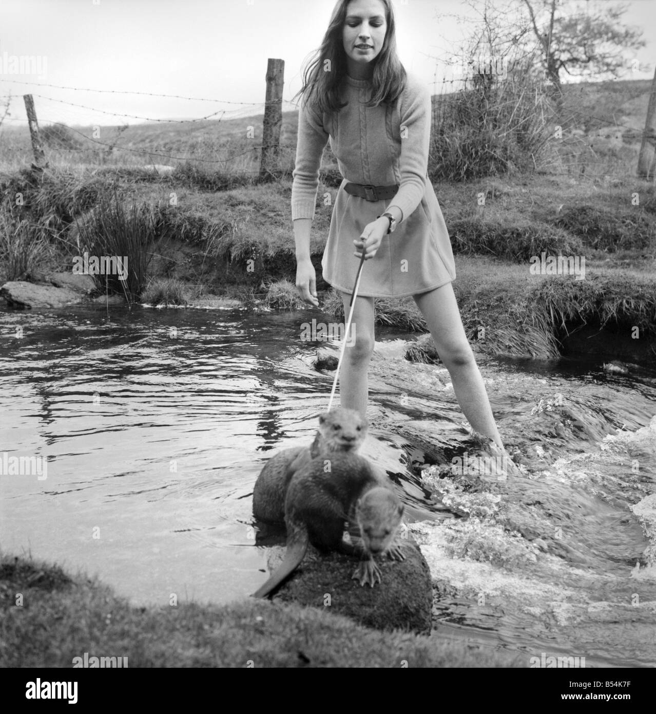 ix Malayan otters are the pets of Vivien Taylor (23) of Bury, Lancs, at her isolated cottage in a lonely part of Dartmoor near Postbridge. She is training the otters for filming next Spring, when the 'star' otter 'Feets' will share the leading role with boy star Mark Lester in a film called 'Loki' about the boy and his strange pet, to be made in Canada. On the bank of the stream near her cottage, Vivien exercises the otters. The 'star' Feets is the otter on a harness and lead. November 1969 Z10877 Stock Photo