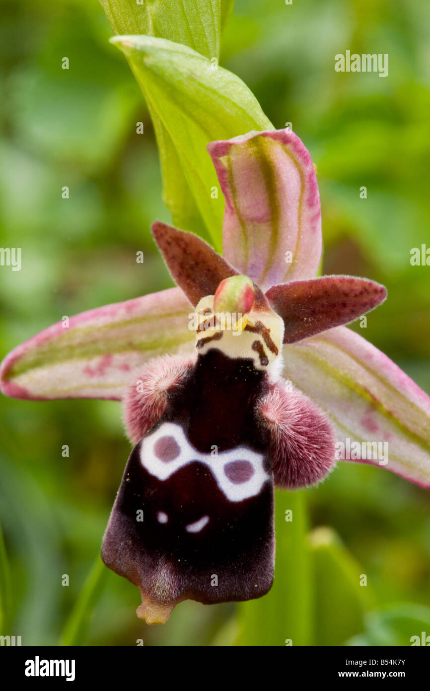 Reinhold s Orchid (Ophrys reinholdii) close-up, in flower, in spring, Peloponnese, Greece, Europe Stock Photo