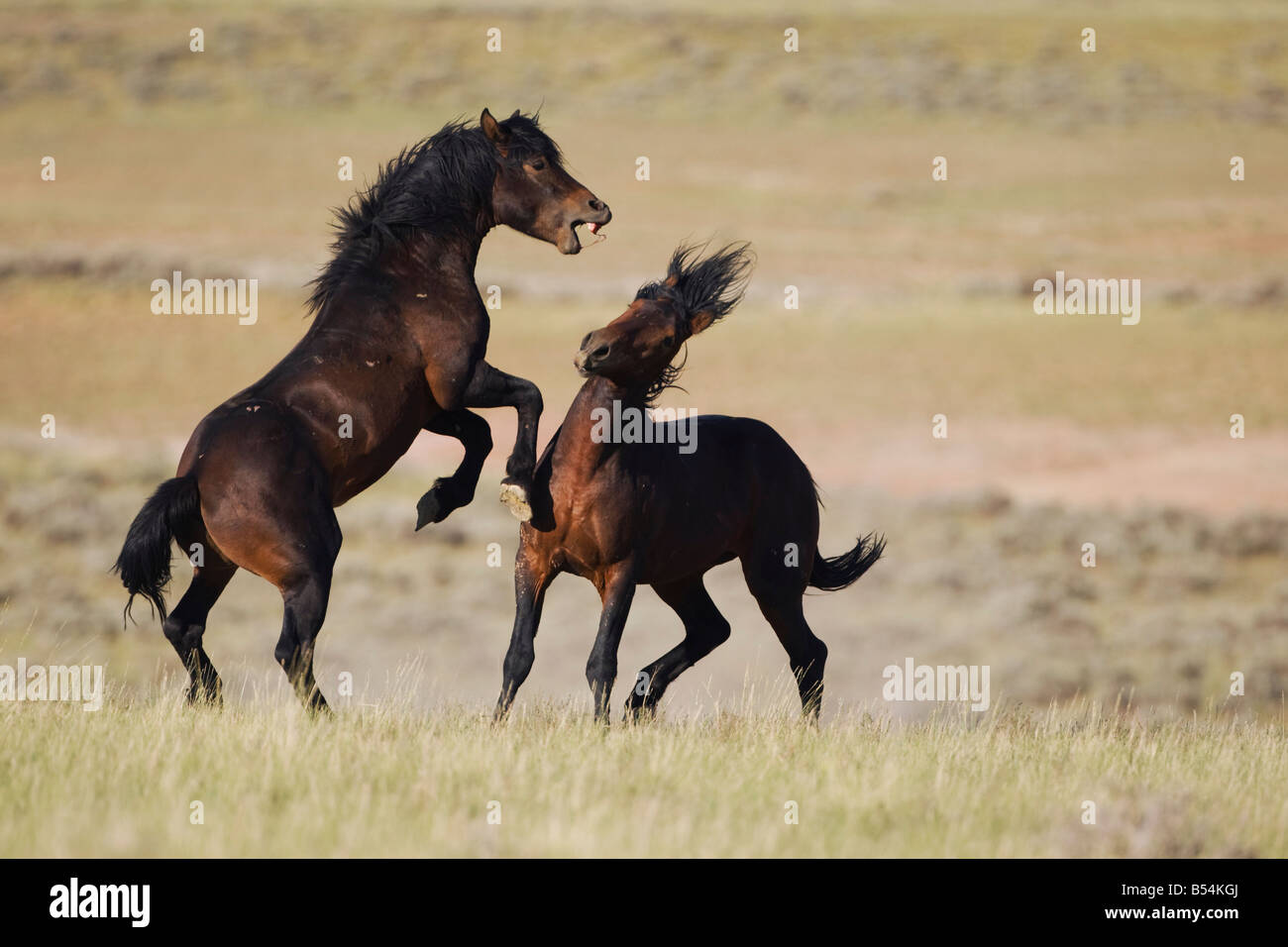 Mustang Horse Equus caballus stallions fighting Pryor Mountain Wild Horse Range Montana USA Stock Photo
