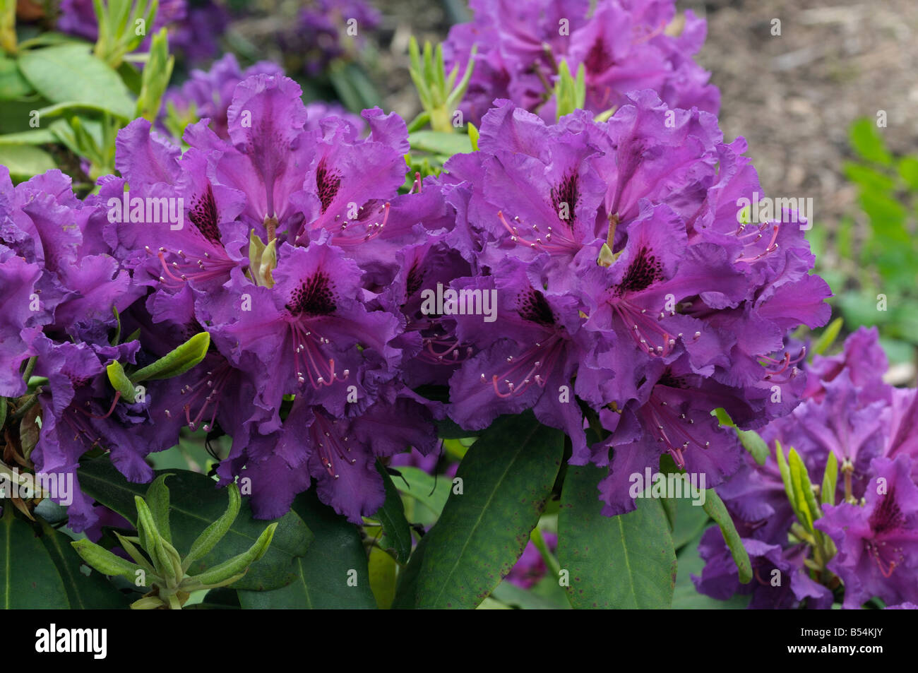 Rhododendron (Rhododendron hybrid), variety: Azurro, flowers Stock Photo