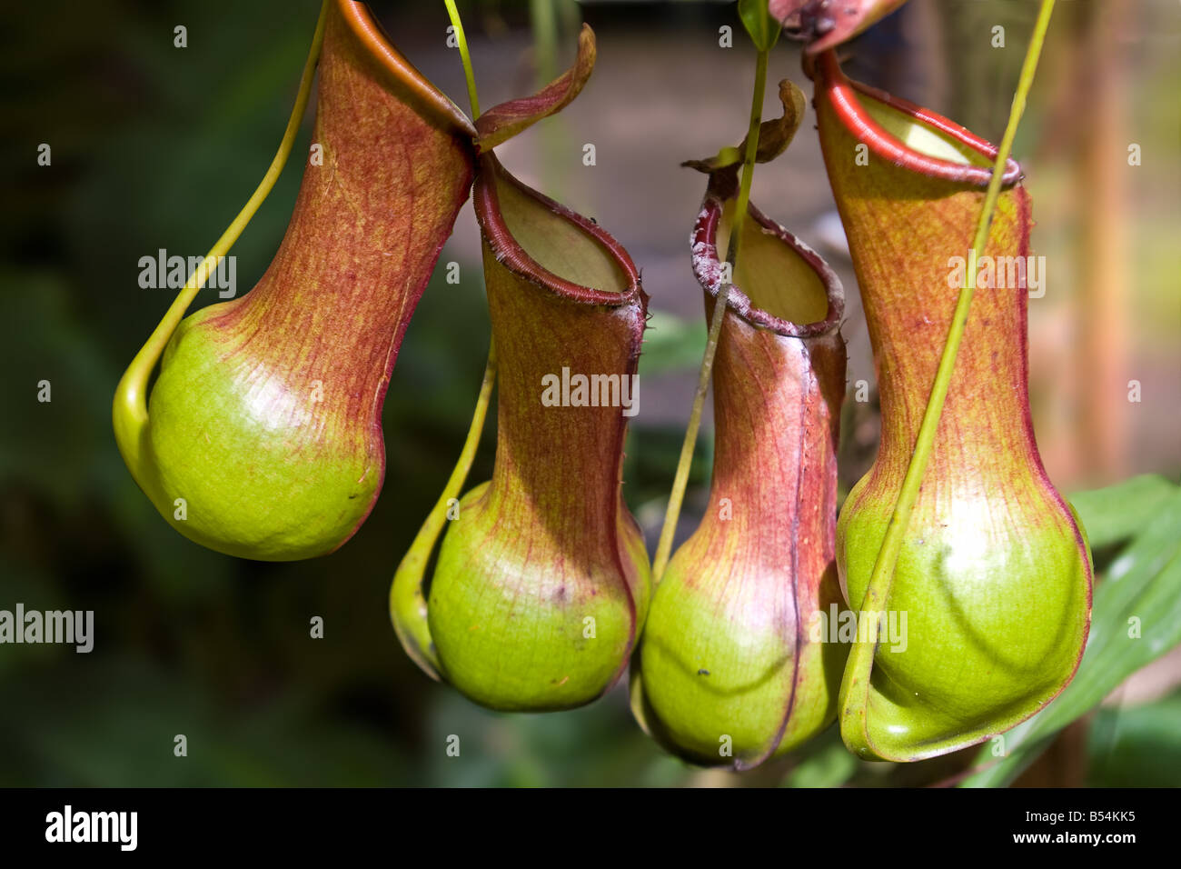Nepenthes burkei is a lowland tropical carnivorous pitcher plant native to the Philippines Stock Photo