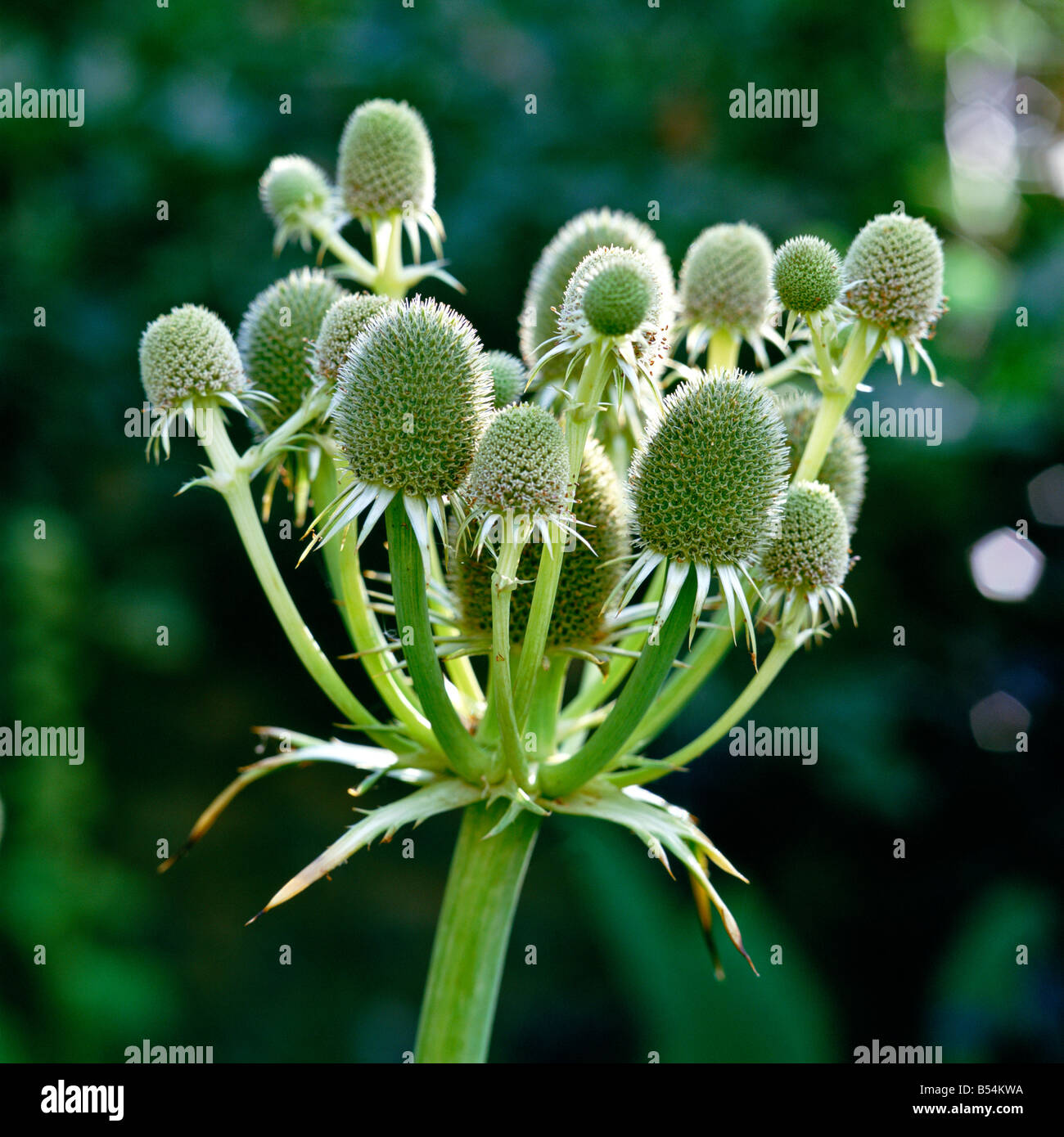 Close up of Eryngium agaviflorium Stock Photo