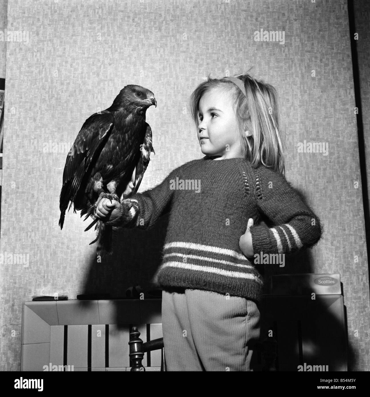 Four year old Gail Hooper, daughter of RSPCA, Inspector John, holding a young Honey Buzzard, found with damaged wing and tail feathers. ;November 1969 ;Z11412 Stock Photo