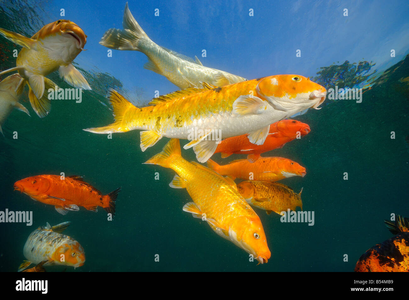 Koi are freshwater carp raised in ponds Stock Photo