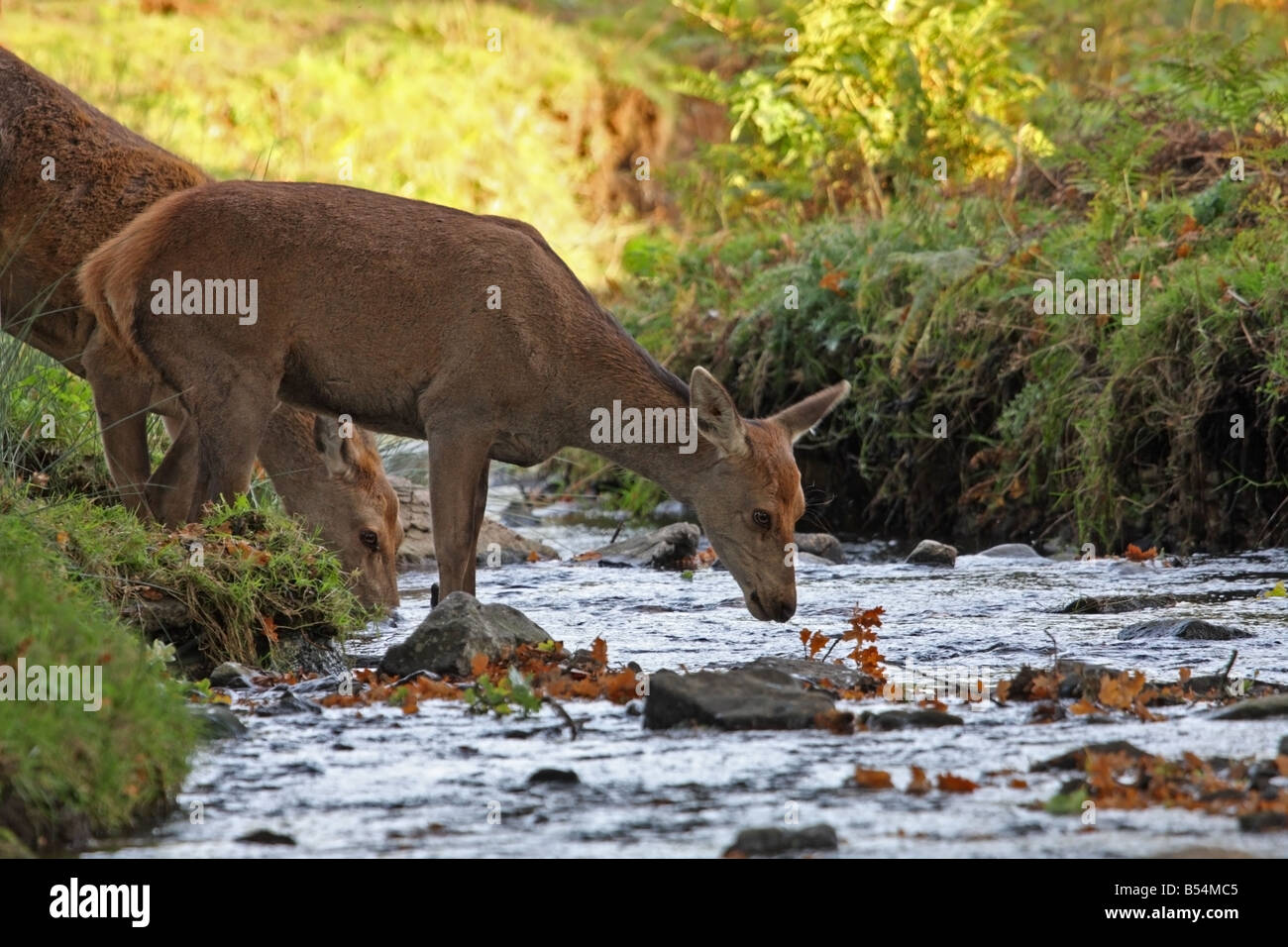 Female Red Deer Cervus elaphus Drinking From Stream Stock Photo Alamy