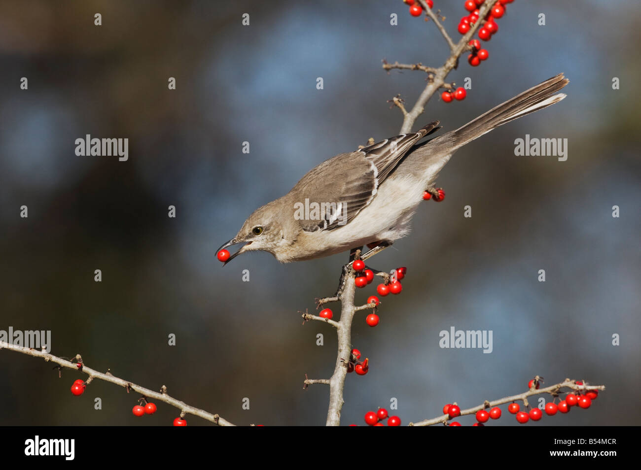 Northern Mockingbird Mimus polyglottos adult eating Possum Haw Holly Ilex decidua berries Bandera Hill Country Texas USA Stock Photo