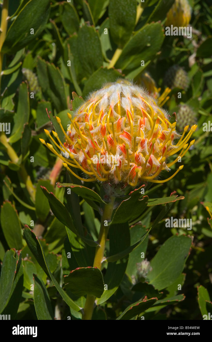 South African Pincushion flowers leucospermum cordifolium Stock Photo