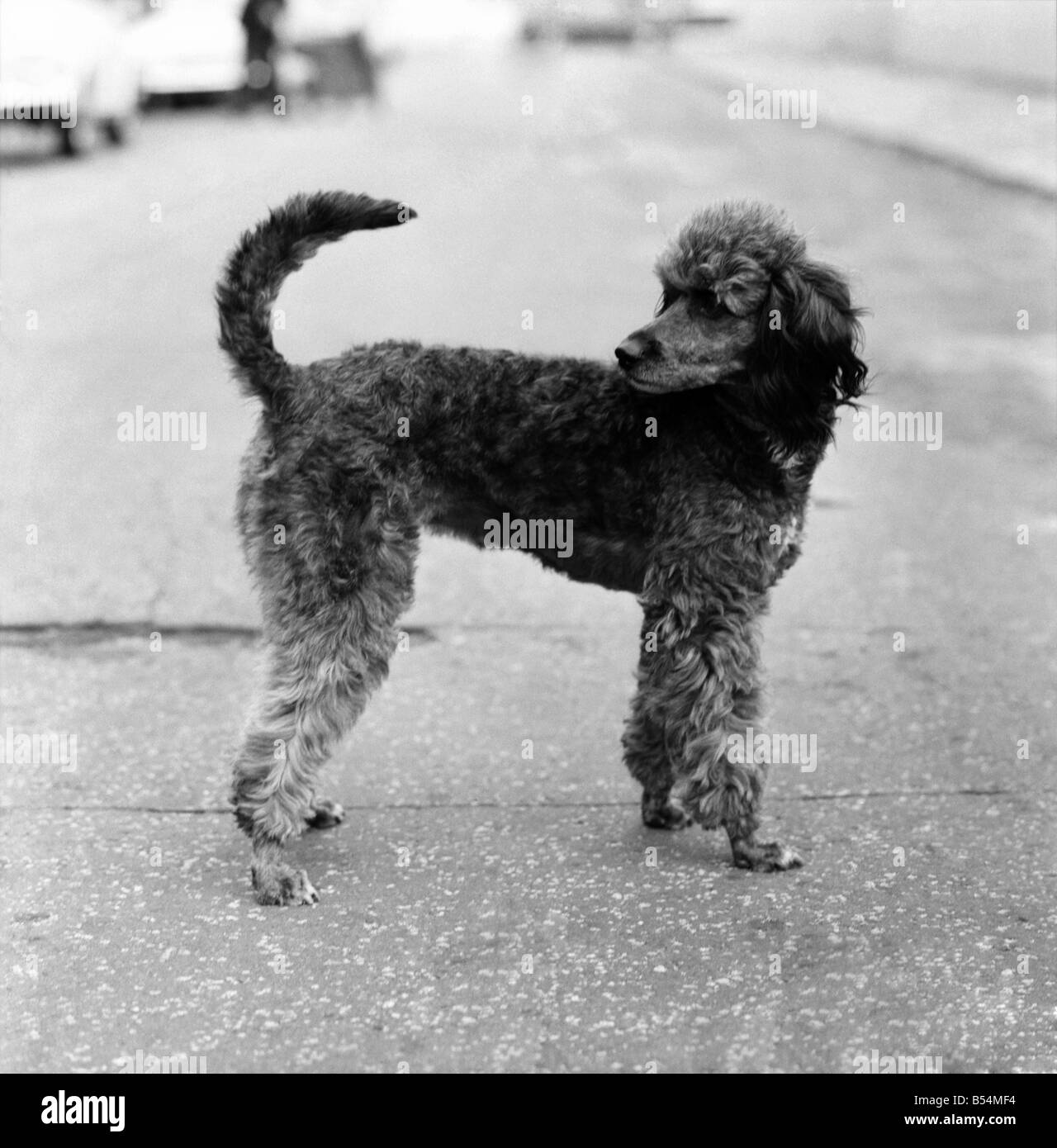 poodle with long tail