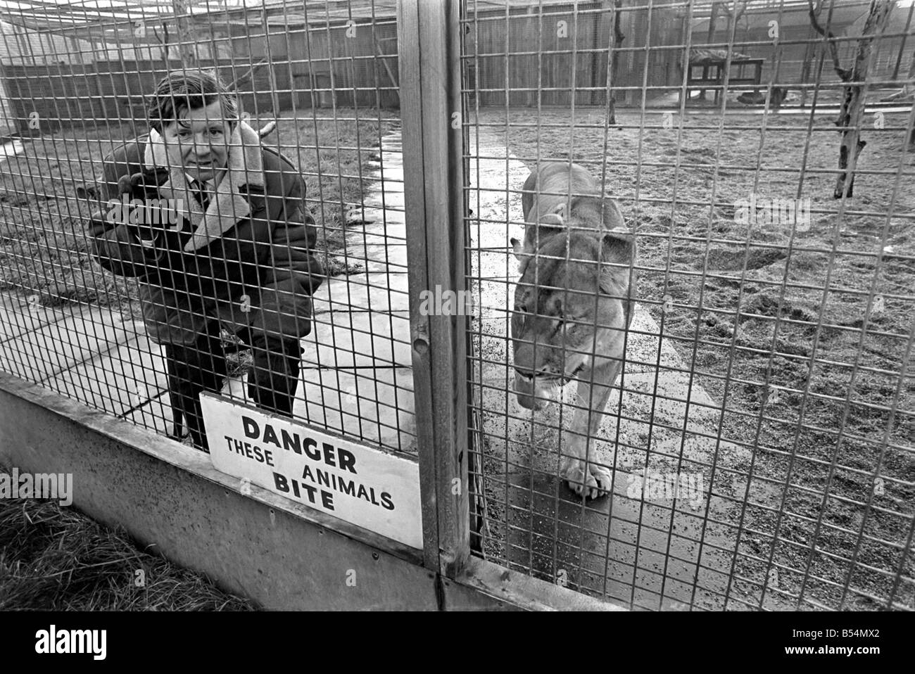 Man in a lion cage at Birmingham Zoo for a political demonstration.  ;December 1969 ;Z11728 Stock Photo - Alamy