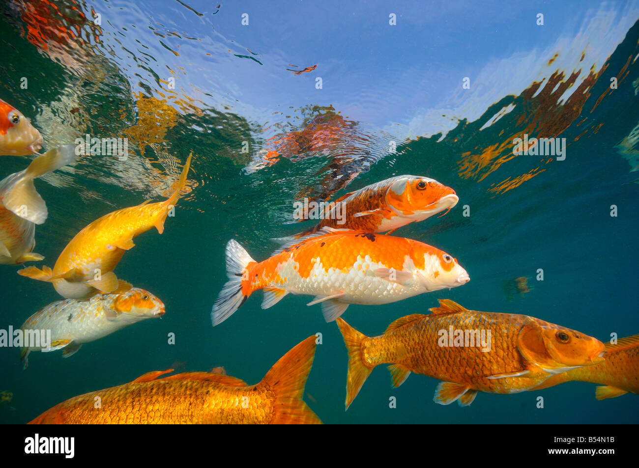 Koi are freshwater carp raised in ponds Stock Photo