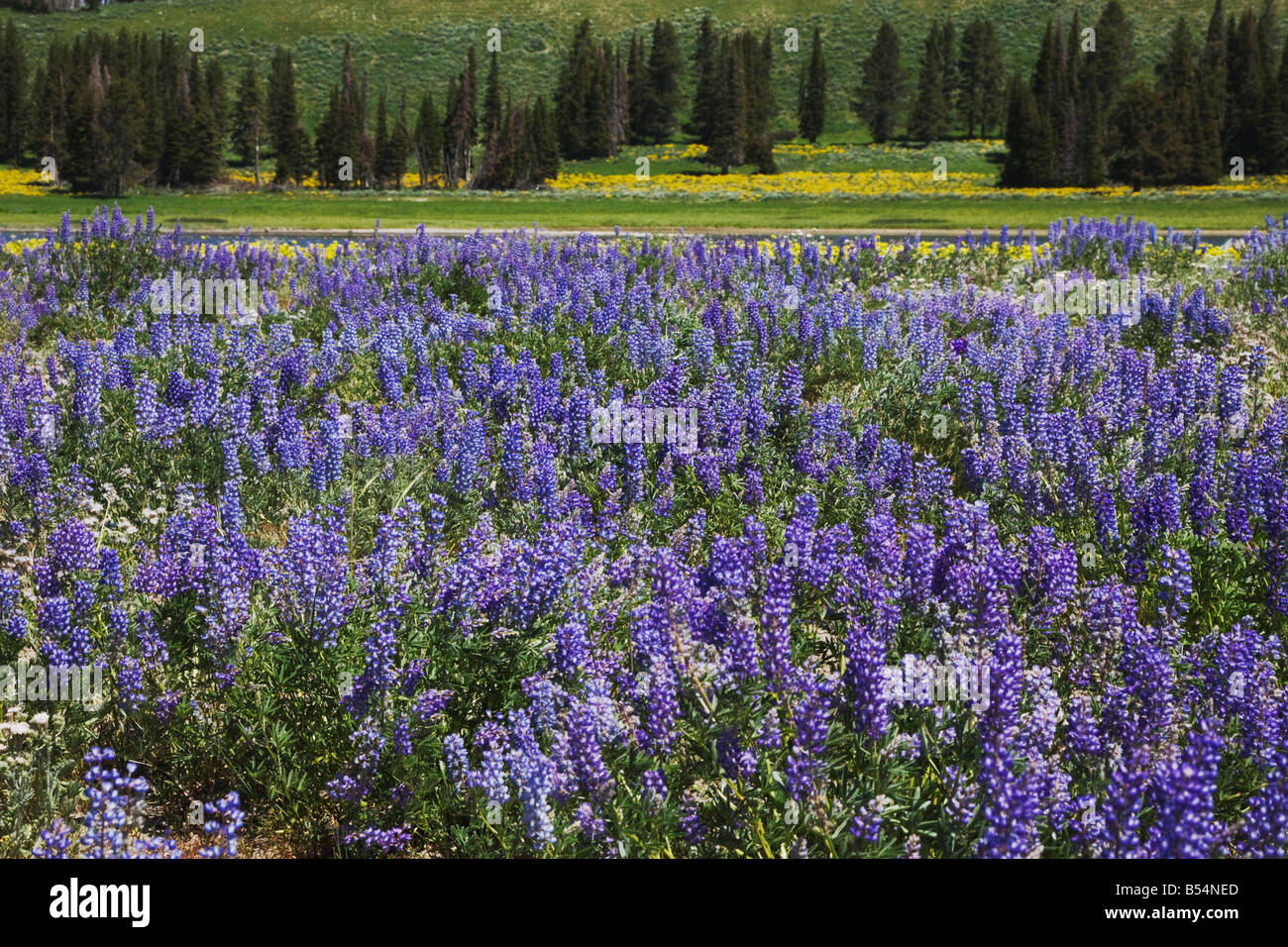 Silky Lupine Lupinus sericeus Yellowstone National Park Wyoming USA Stock Photo