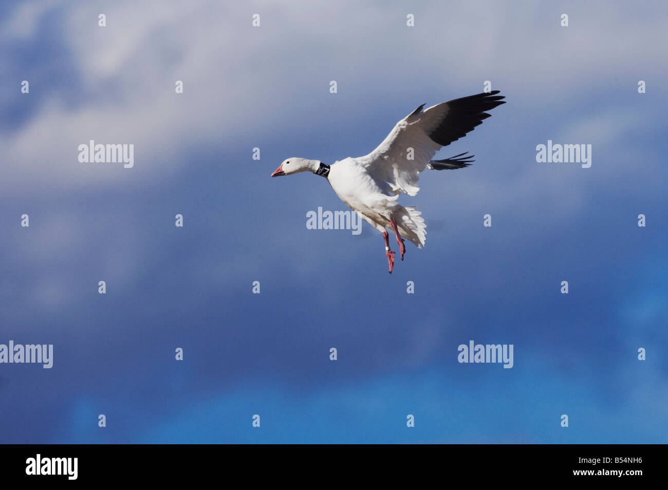 Snow Goose Chen caerulescens banded adult landing Bosque del Apache National Wildlife Refuge New Mexico USA Stock Photo