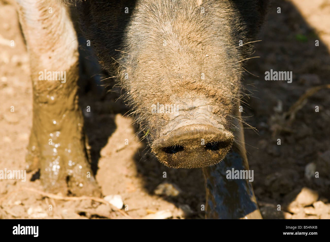A close up colour photograph of a pot belly pig face/nose (003) Stock Photo