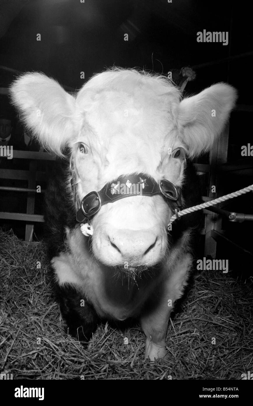 Champion Steer Stock Photos Champion Steer Stock Images Alamy