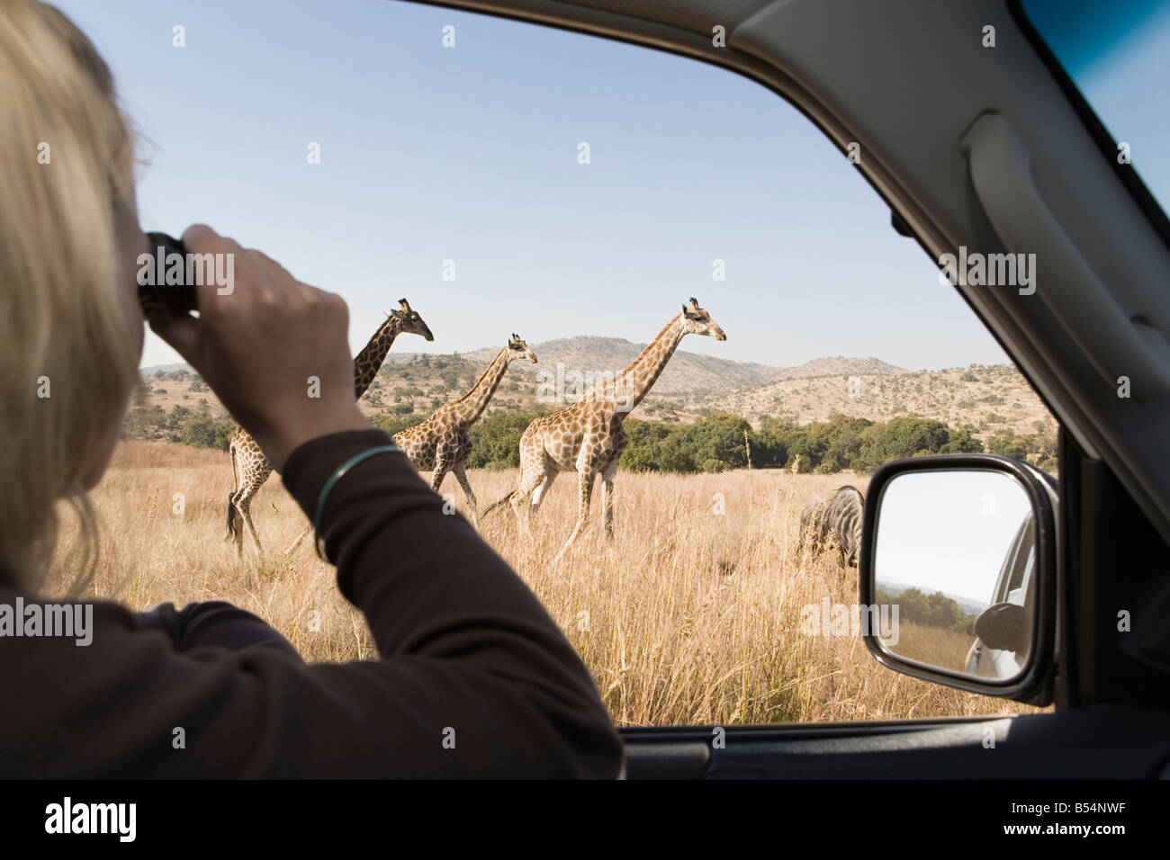 Safari vehicle with tourist, looking at giraffe through binoculars, Gauteng, South Africa Stock Photo