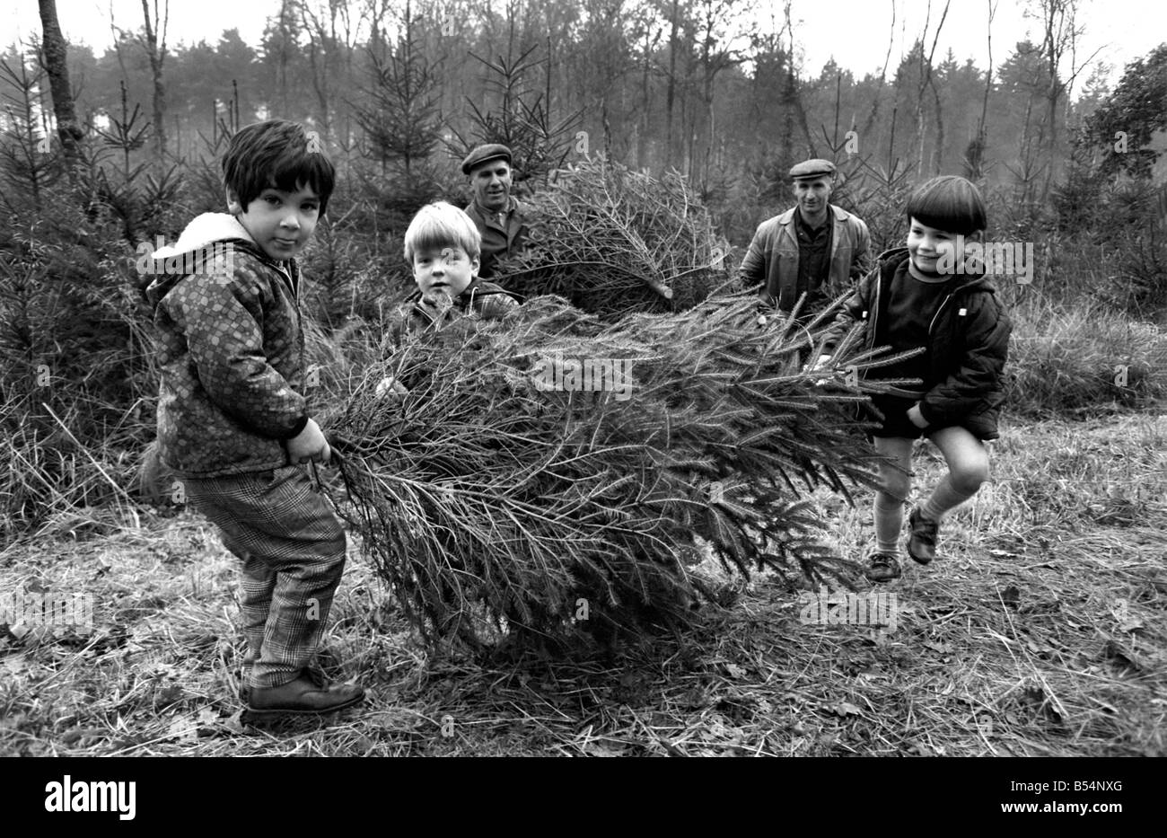 Forestry Commission employees - brothers Eill and Charlie Kitcher ...