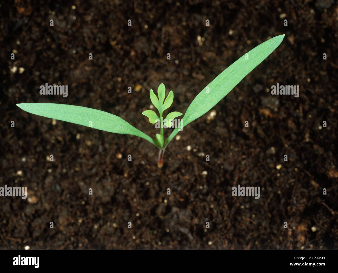 Fumitory Fumaria officinalis seedling with first true leaves emerging Stock Photo