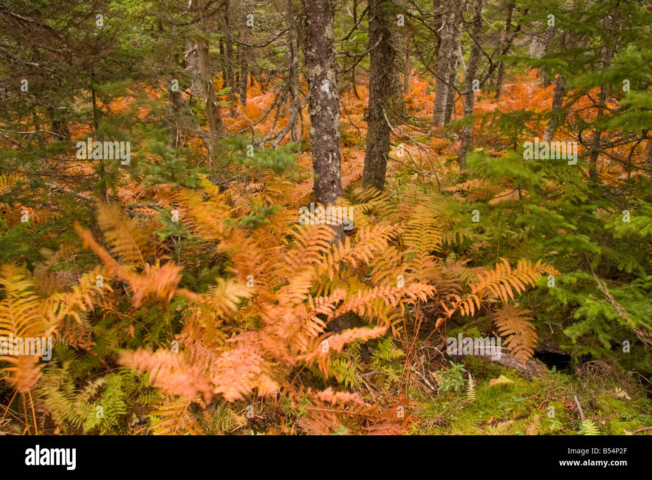 Cinnamon Fern forest carpet - Skyline Trail, Highlands National Park, Cape Breton, Nova Scotia, Canada Stock Photo
