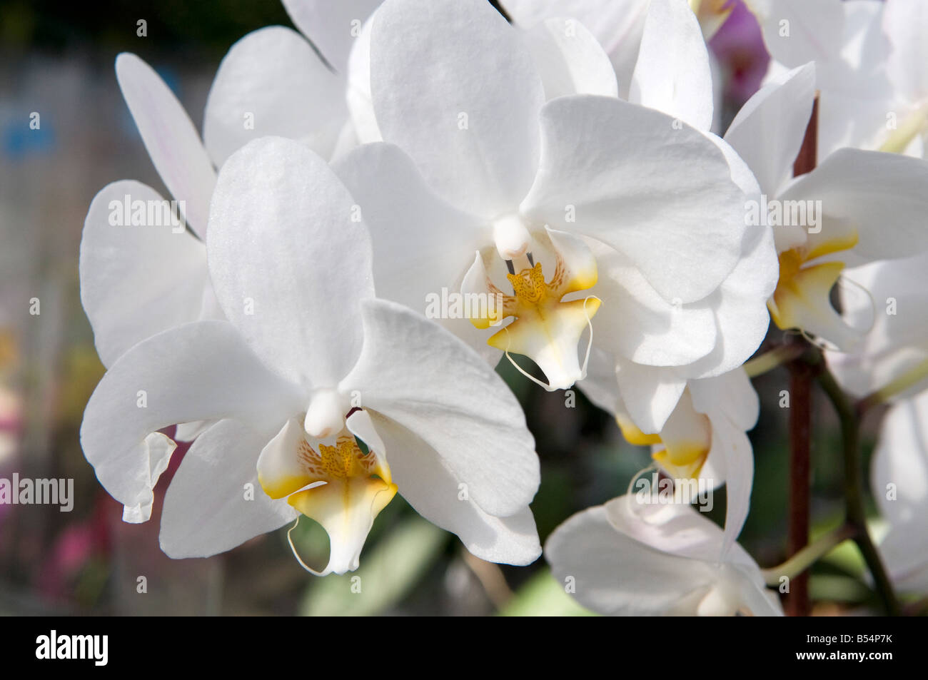 Phalaenopsis 'Allegria' white orchid with orange centre Stock Photo