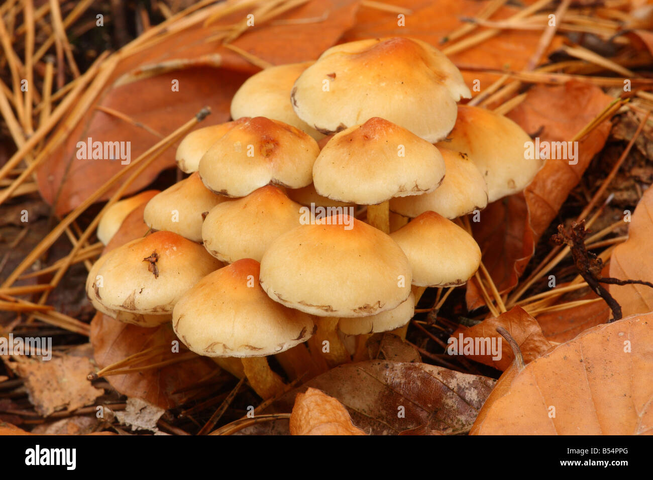 Sulphur Tuft Fungus Hypholoma Fasciculare Stock Photo