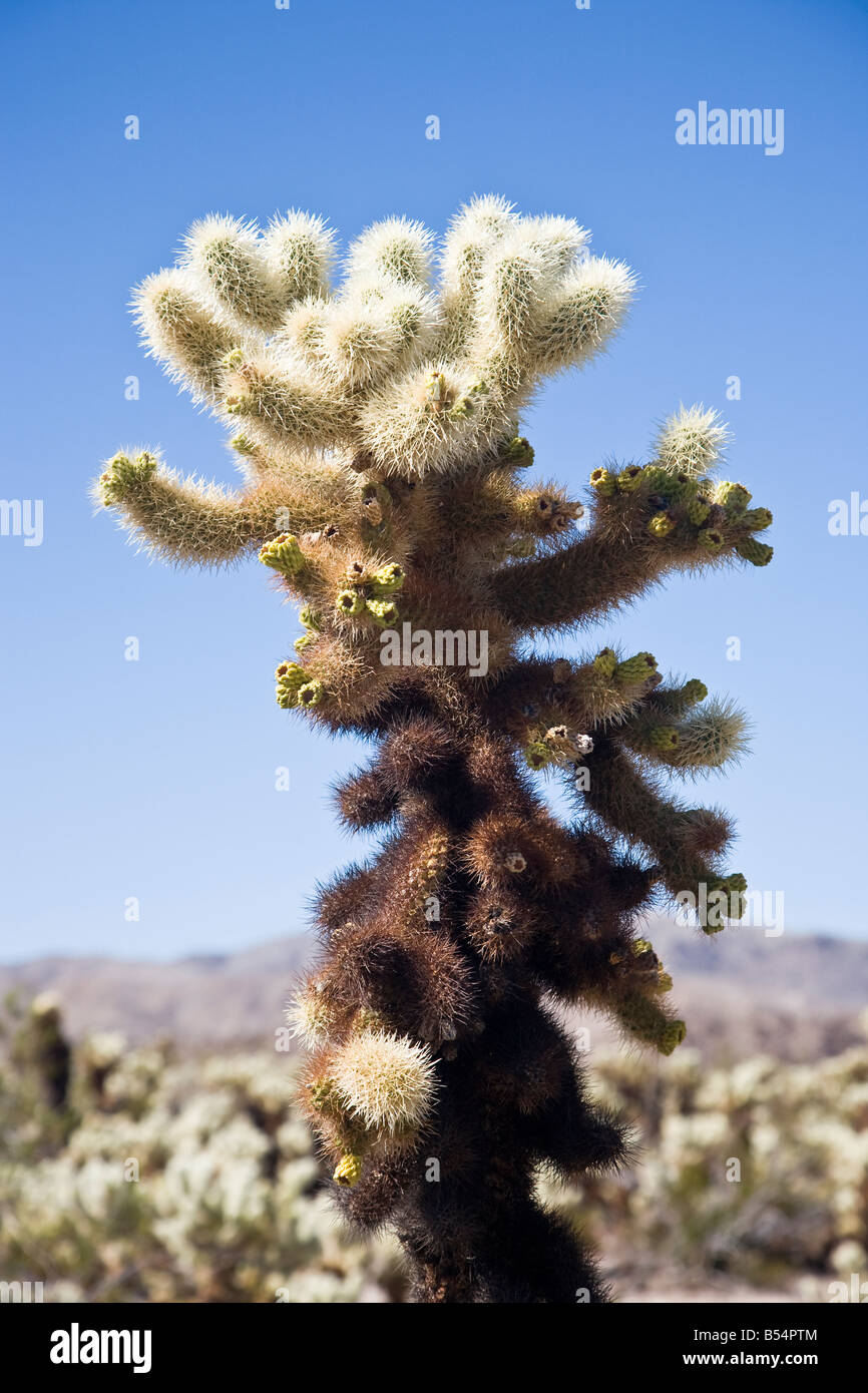 Cholla cactus garden, Joshua Tree National Park in California, USA Stock Photo