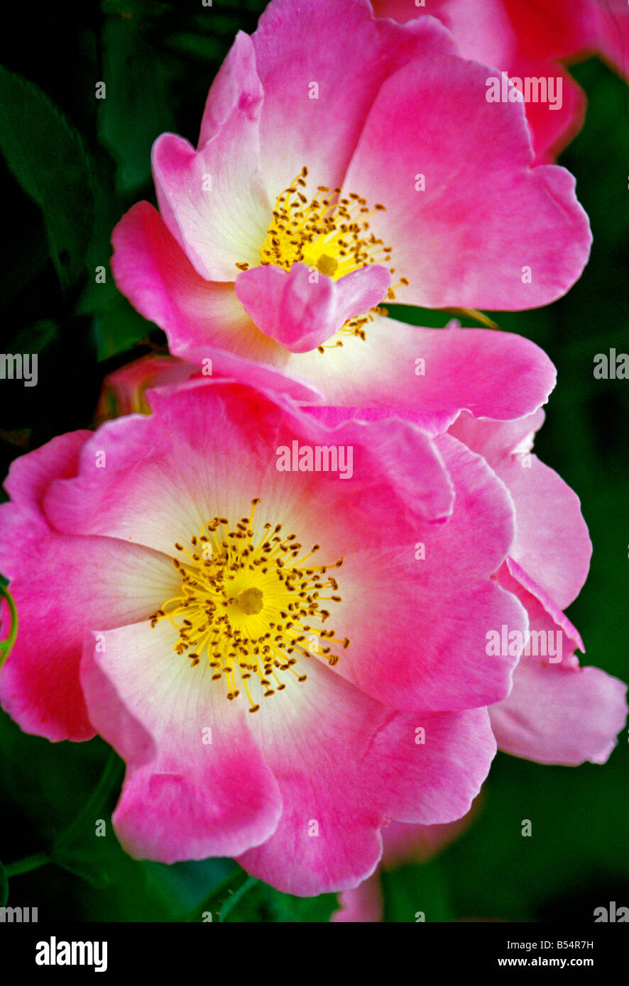 A close up picture of Rosa Complicata Stock Photo