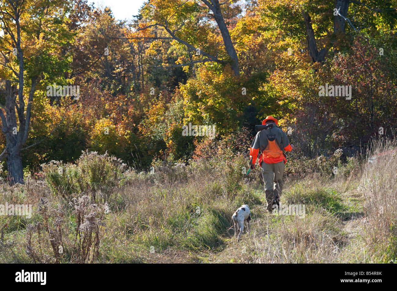 Hunting woodcock and grouse or partridge in fall cover in New Brunswick Canada Stock Photo