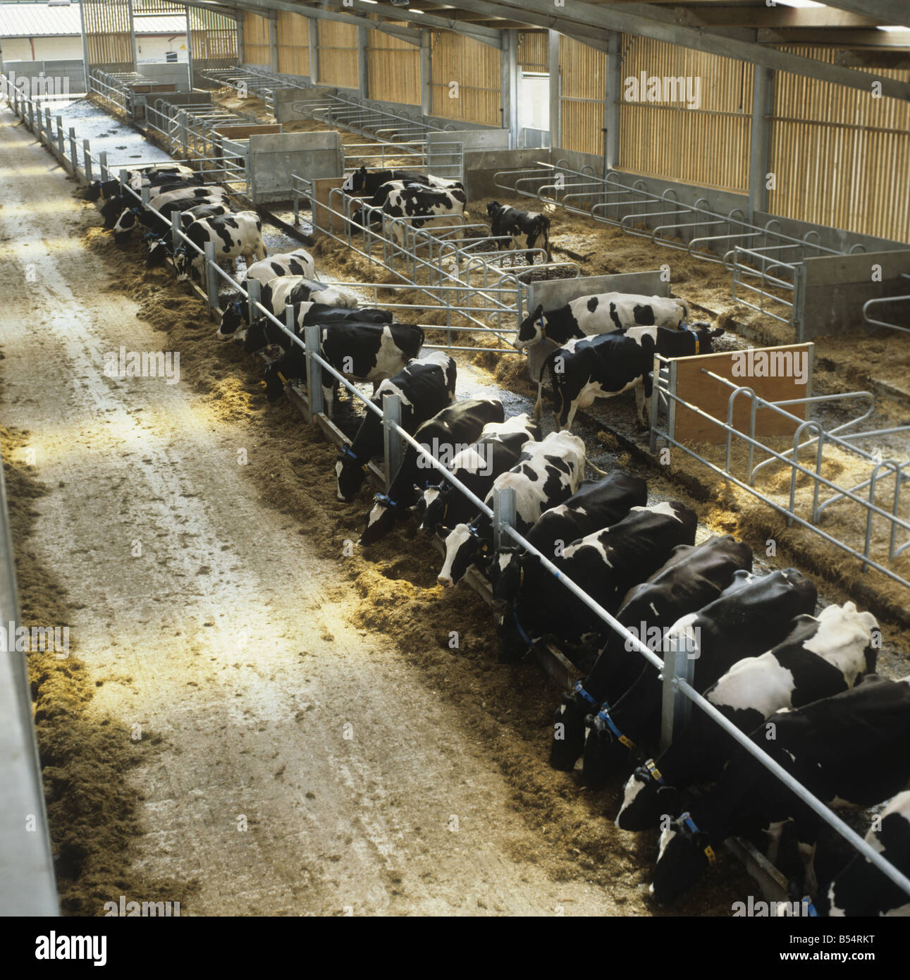 Holstein Friesian dairy cows eating silage in large modern livestock house Stock Photo