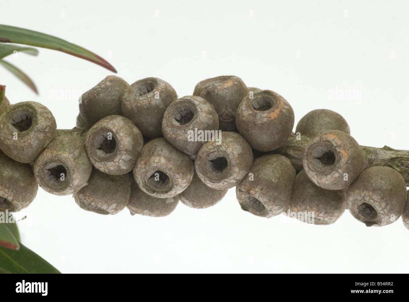 Australian native seed pod hires stock photography and images Alamy
