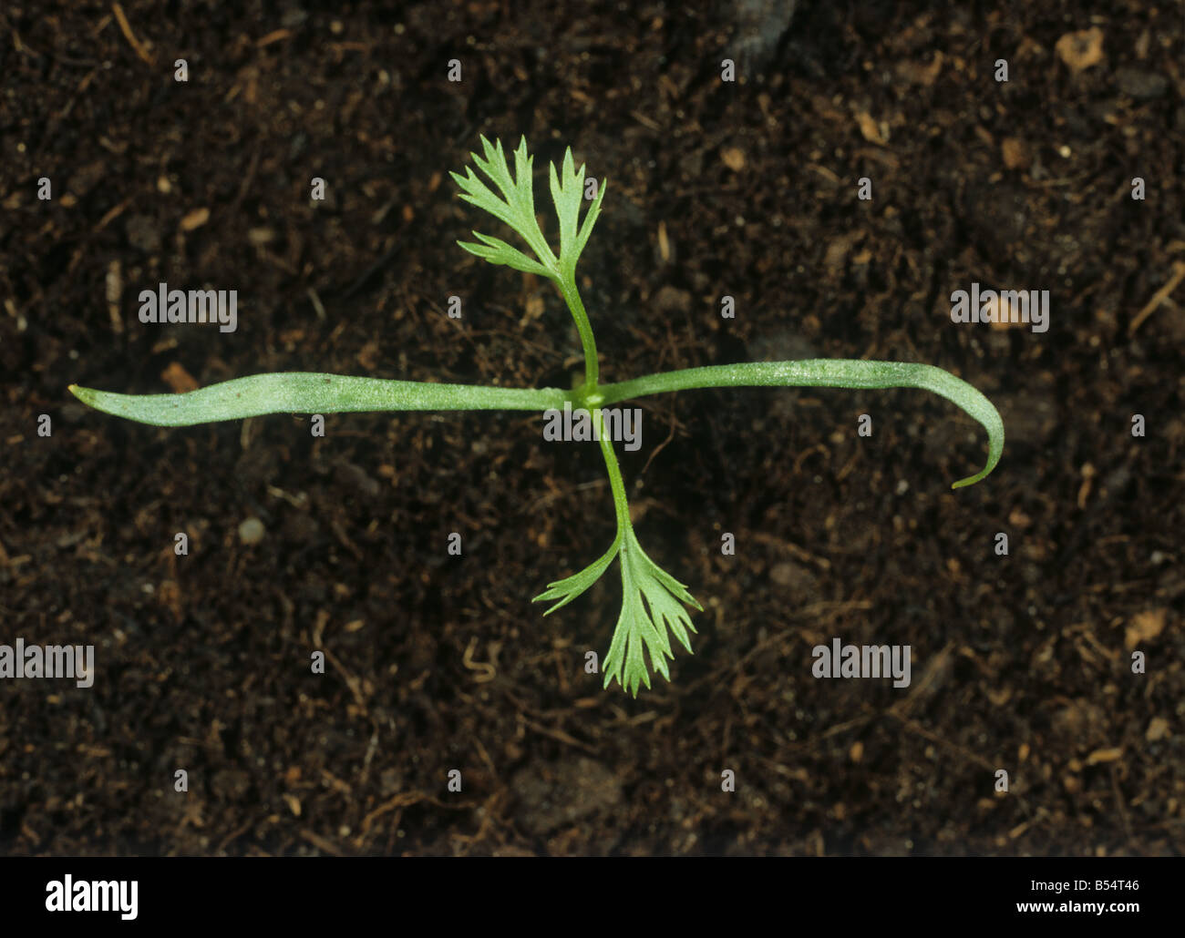 Pheasants eye Adonis annua seedling with early true leaves Stock Photo